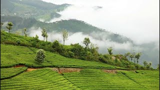 Coonoor - drone view, drive way, tea plantations  & tea nest resort