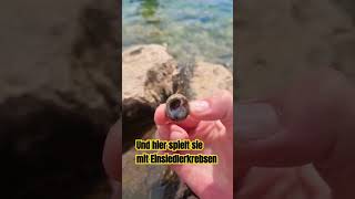 Einsiedlerkrebse sind keine Spinnen #Einsiedlerkrebs #kroatien #shortvideo  #urlaub  #meer #shorts