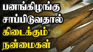 பனங்கிழங்கு பயன்கள்|பனங்கிழங்கு சாப்பிட்டால் என்ன நன்மை|Pana kilangu nanmaigal|நலமான வாழ்வு.