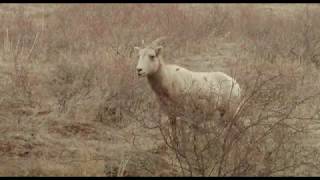 Big Horn Sheep - Estes Park, March 25, 2020