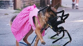 Giant Spider Scaring Dogs (Situation X - S2 E1)