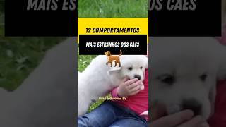 12 Comportamentos mais estranhos dos cães #curiosidade