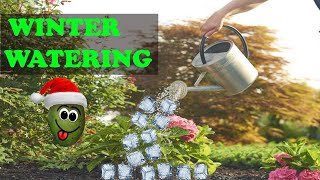 EVERYTHING You Need To Know About WINTER Watering