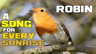 A SONG for Every SUNRISE - Robins - Animal a Day