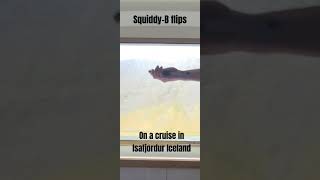 Balisong flips on a cruise? #balisong #balisongflipping #butterflyknife #asmr