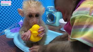 Nanny BiBi bathes baby monkey so sweet