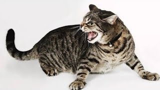 Cat Meowing Angry | Angry Cat Meow Sound Effect | Horrible Cat Sound | Cat Meowing To Attract Dogs