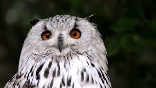 #owl amazing video