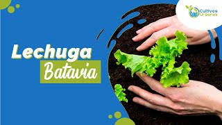 🥬 Conoce el Ciclo Vegetativo de la Lechuga Batavia