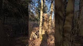 Wind Damage #wind #tree #fyp