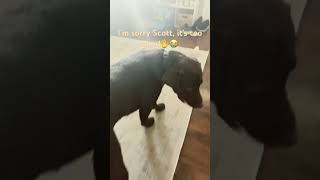 I’m sorry Scott😭✋ | @scottfrenzel #music #song #dog #animals #cute #puppy #funny