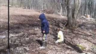 Installing Deer Fencing for a small Orchard- Virtually Invisible