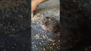 খাবার খাওয়ানো হচ্ছে #bird_likes #birdsloverbasirhat #indianbird #viralvideo #birds #bdbird