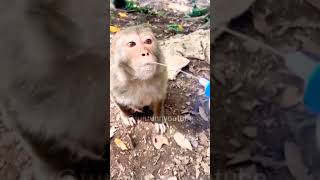 #monkey #comedy #funnyanimals #viral