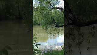 River. Nature. Birds. ASMR #SHORTS