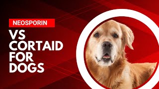 Neosporin Ointment vs Cortaid for Dogs: Tackling Tail-Wags & Itchy Paws!