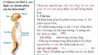 SINH 8 TUẦN 23 TIẾT 46 BÀI 43 GIỚI THIỆU CHUNG VỀ HỆ THẦN KINH