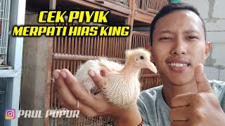 AJIBB !! MERPATI HIAS KING - PAUL PUPUR AKHIRNYA PUNYA PIYIK