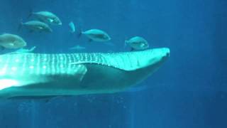 Whale shark @ Osaka Aquarium Kaiyukan