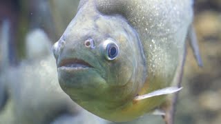 Piranha Fish HD Video || Real Red Bellied Piranha Fish Tank Aquarium Video #piranha #piranhafish