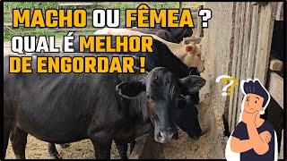 MACHO OU FÊMEA ?  QUAL É MELHOR DE ENGORDAR !