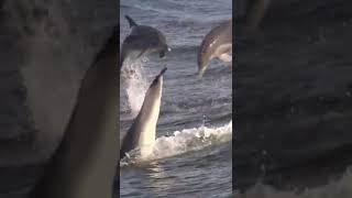 dolphins jumping 🐬 #shorts #ocean #fish #dolphins