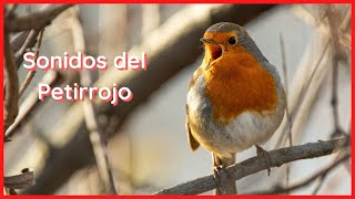 SONIDOS del PETIRROJO (20 Minutos)  🐦🎶🔊