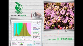 Освещение для теплицы. Обзор фито светильников DeepSun300, Аполло8, М23, E27 спектр