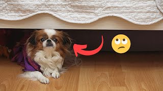 Why does Your Dog Sleep under the Bed?