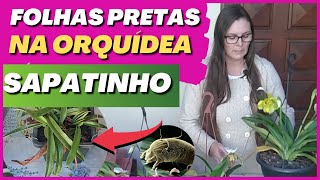 🔴 Veja aqui por que sua PAPHIOPEDILUM (sapatinho) fica com as folhas queimadas e escuras #sapatinho