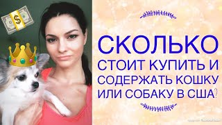 Сколько стоит купить и содержать кошку или собаку в США? Цены на ветеринара.