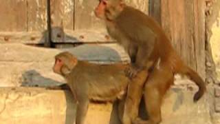 Jammu Monkeys