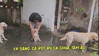 Không thể tin nổi, 6h sáng Cà Rốt rủ Cà Chua nhảy xuống tắm ao, Nô vừa ngủ dậy đã thấy cảnh này