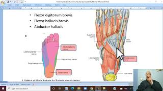 Musculo-skeletal Module ,Anatomy of Lower Limb in Aranic 33 ( Plantar arteries) by Wahdan