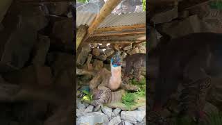 Oviraptor #oviraptor  #dinoland #dinosaur #dinosaurios #dinosaurs #shorts #short #shortvideo