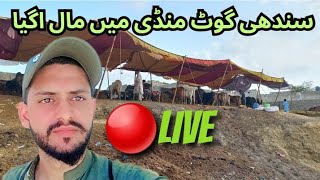 live at Sindhi goat mandi 2024 | live at cow Mandi Unloading 2024