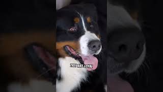 Interesting Facts About The Entlebucher Mountain Dog