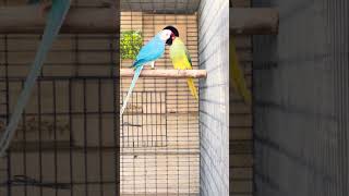 Mashallah nice pairs #SHOTS #parrot  #viral