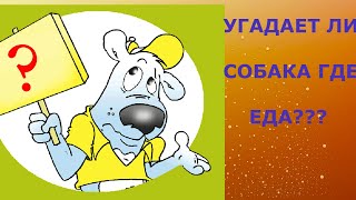 Как развлечь собаку