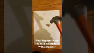 What Happens if You Hit a Wheat Thin With a Hammer?