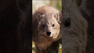 Rock Hyrax #shorts