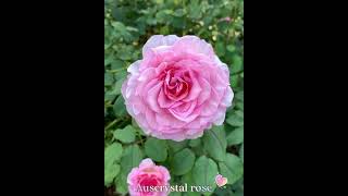 Auscrystal rose