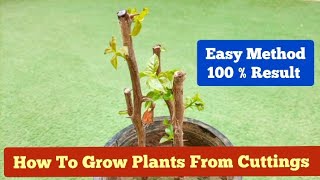 How to Grow Plants from Cuttings. Very Easy Method. 100 % Results Guaranteed