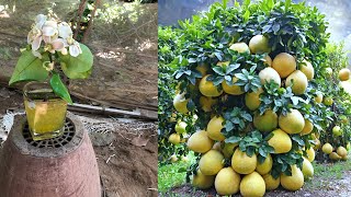 Best ideas for Growing Lemon Trees Fast for Beginners , Growing  to Lemon Trees Fast