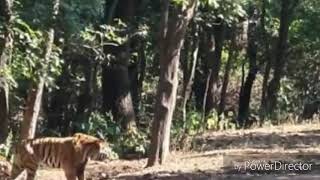 |Tiger video