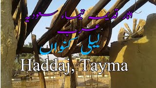 Bear Hadaaj tayma