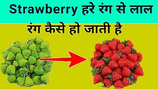 Strawberry हरे रंग से लाल कैसे हो जाती है । #strawberry #facts #datacollection