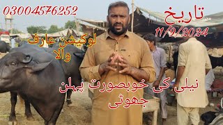 Neli ki top buffalo for sale Okara Animal TV 030004576252 .11/9/2024 لوکیشن عارف والا منڈی