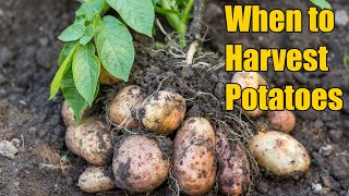 Potato Harvest II When to Harvest Potatoes II How potatoes are harvested  ഉരുളക്കിഴങ്ങു  വിളവെടുപ്പ്