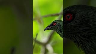 What a beautiful bird…. The Asian Glossy Starling just look at those red eyes!!!